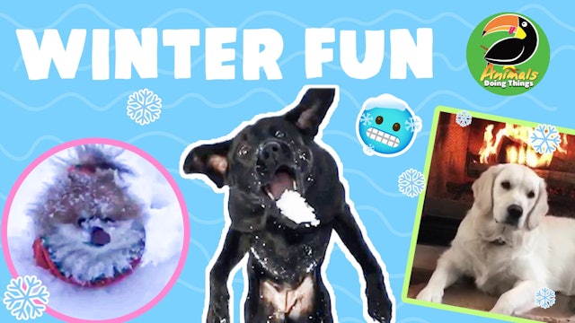 Animals Doing Things | Winter Fun