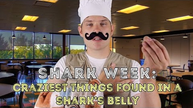 Shark Week- Craziest Things Found in a Shark's Belly