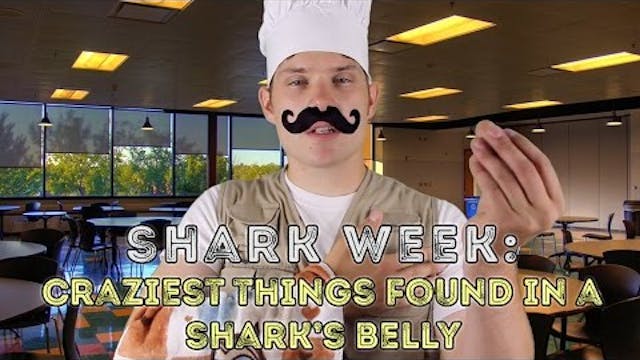 Shark Week- Craziest Things Found in ...