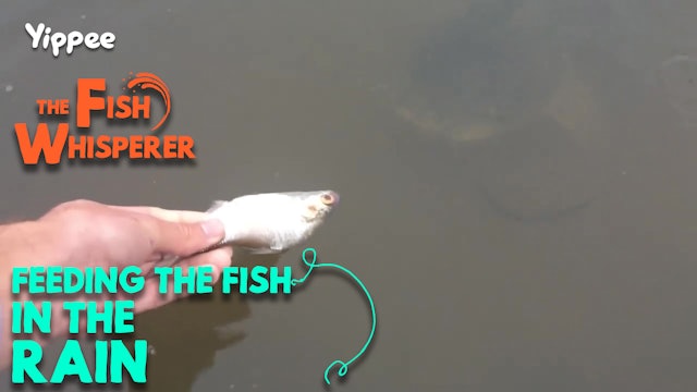The Fish Whisperer - Yippee - Faith filled shows! Watch