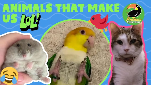 Animals Doing Things | Animals That Make Us LOL