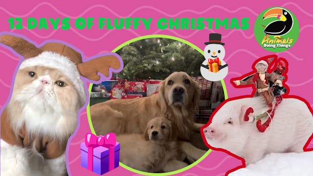 Animals Doing Things | 12 Days of Flu...