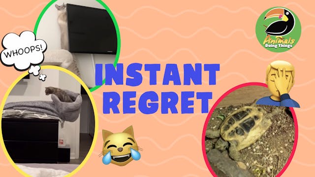 Animals Doing Things | Instant Regret 