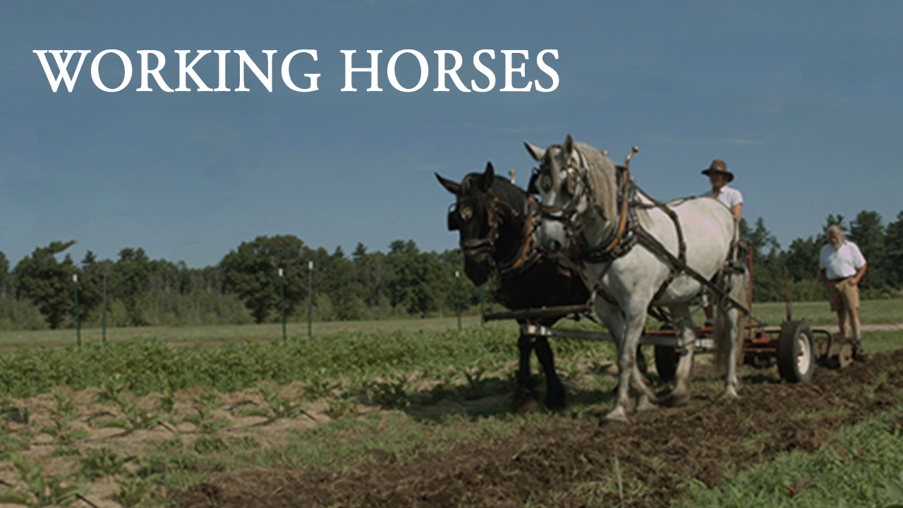 Working Horses