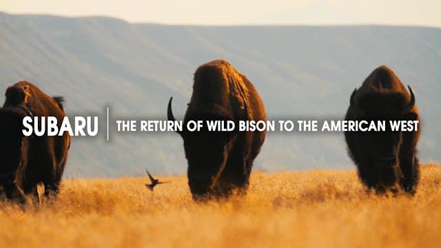 Subaru | The Return of Wild Bison to ...