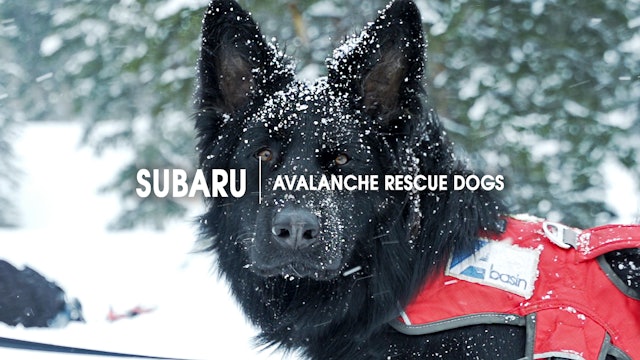 Subaru | Avalanche Rescue Dogs
