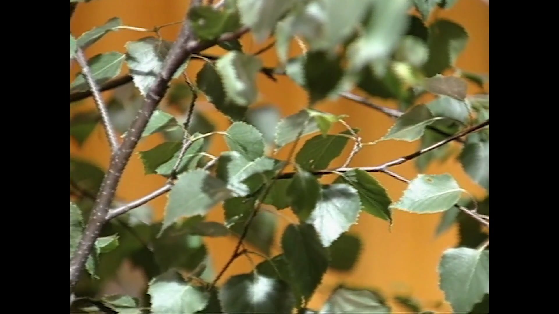 For the Love of Trees