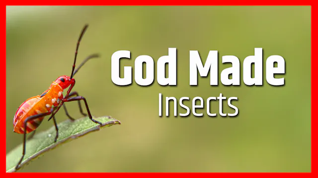 God Made Insects