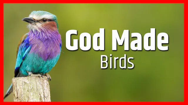 God Made Birds