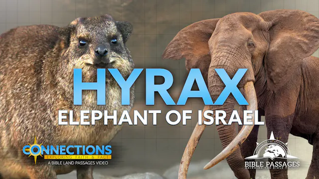 Hyrax: Elephant of Israel | BLP Conne...