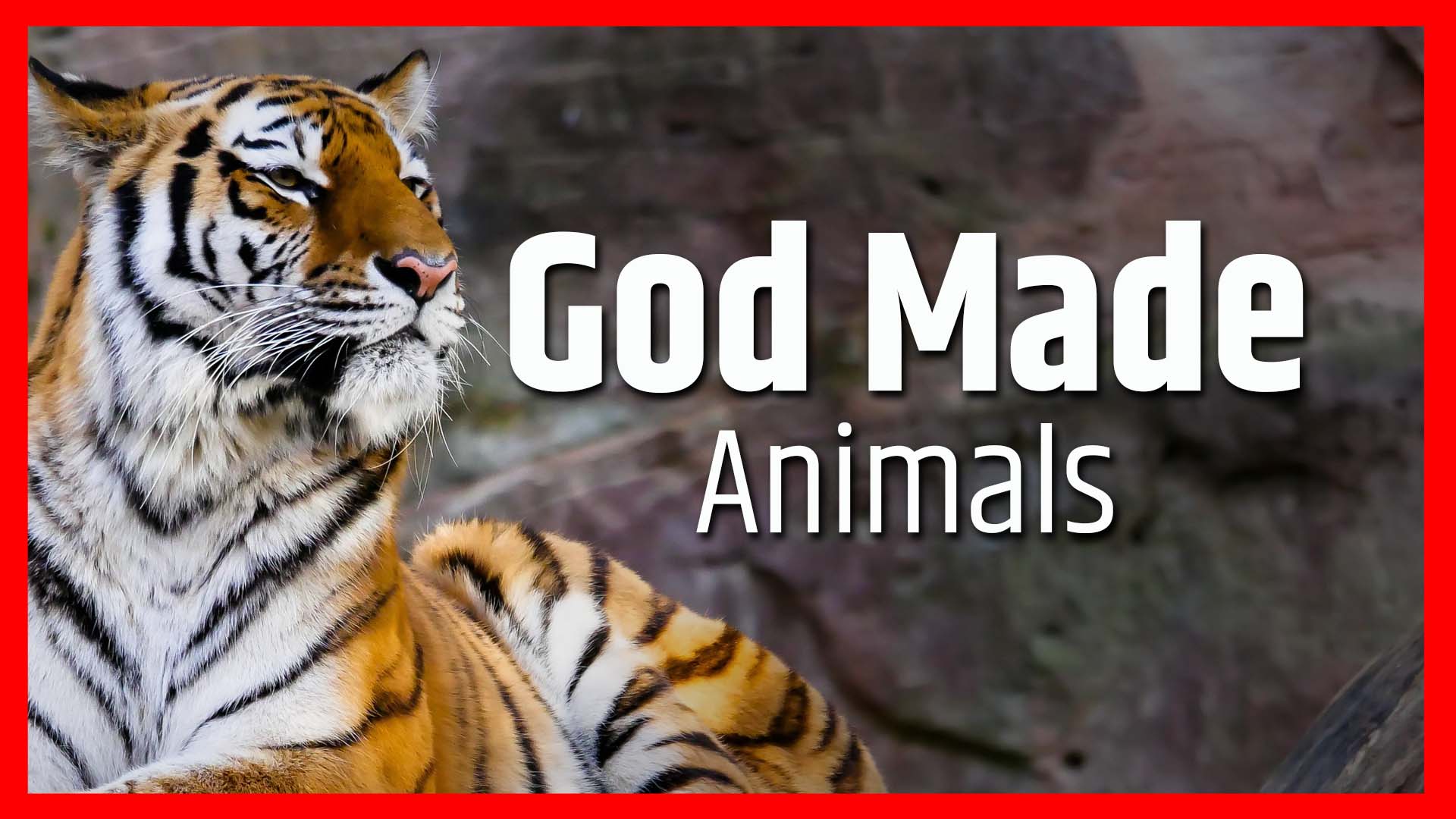 God Made Animals