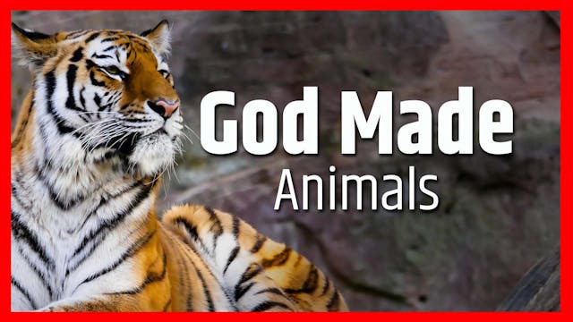 God Made Animals