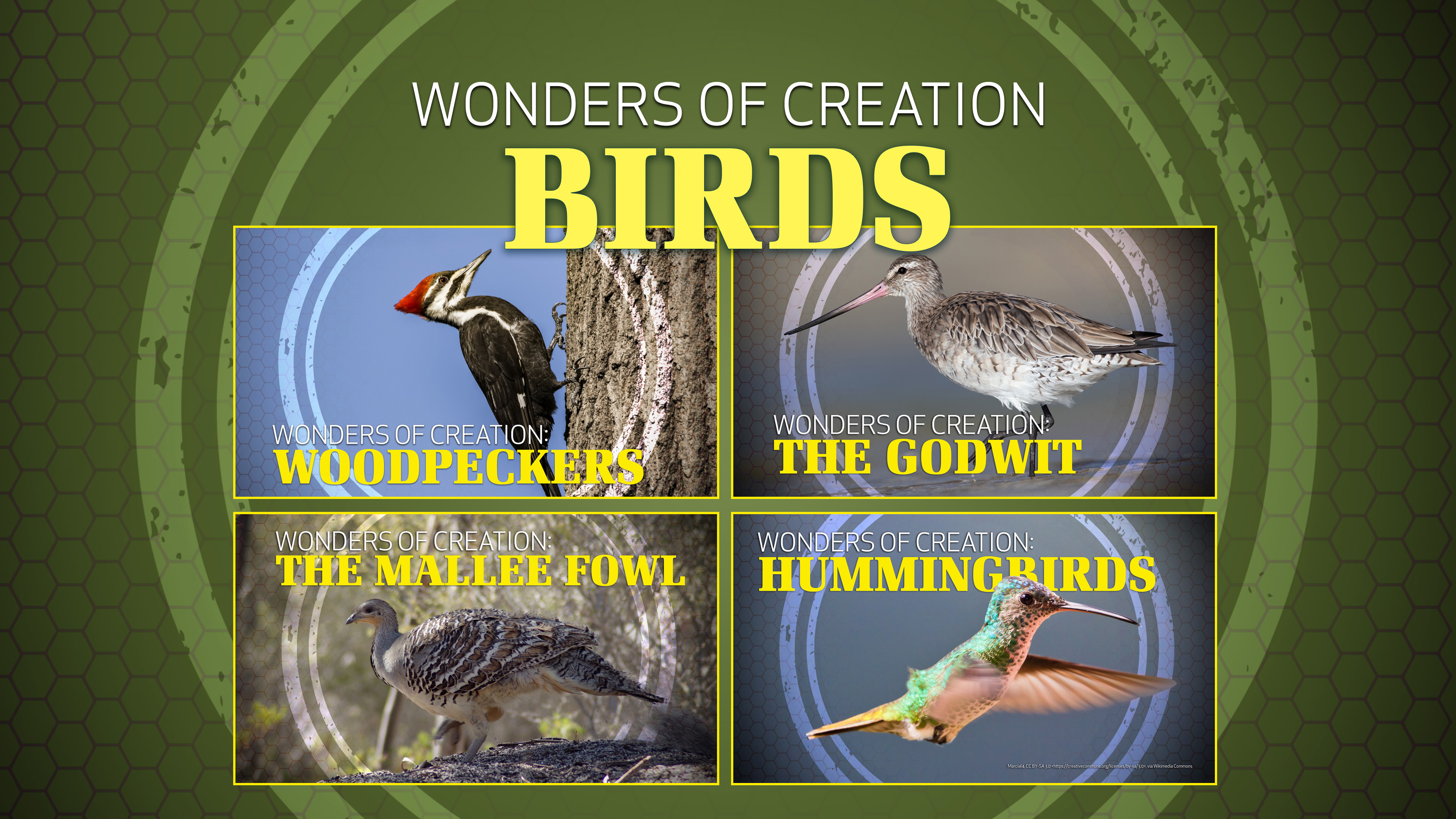 2. Birds | Wonders of Creation Classroom Series
