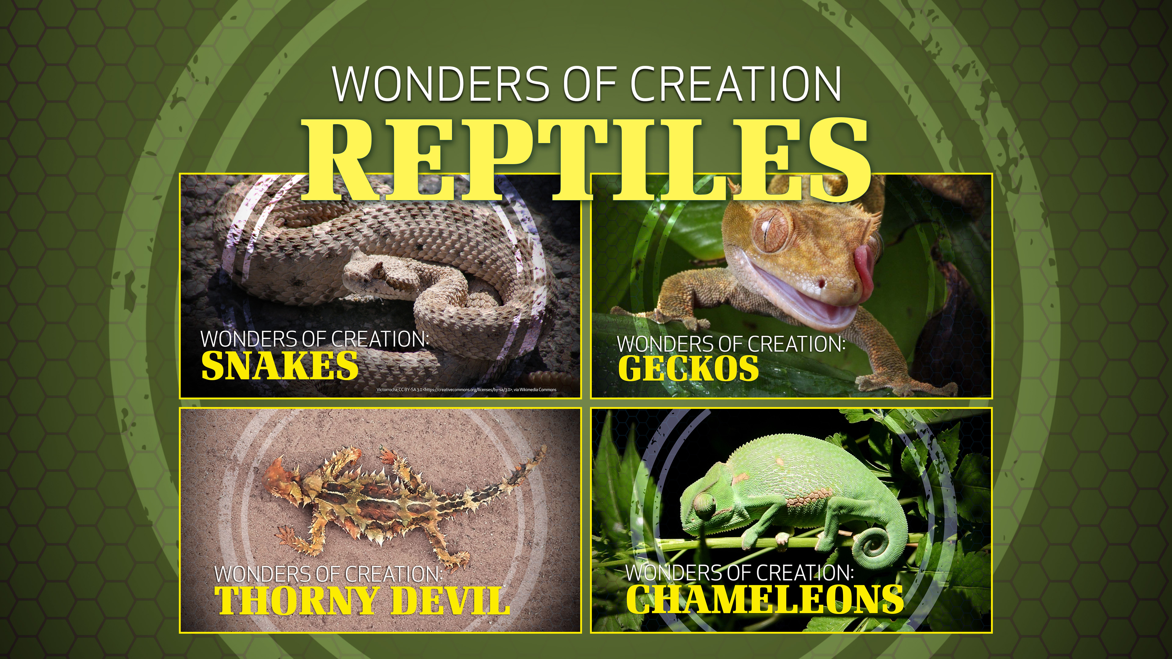 5. Reptiles | Wonders of Creation Classroom Series