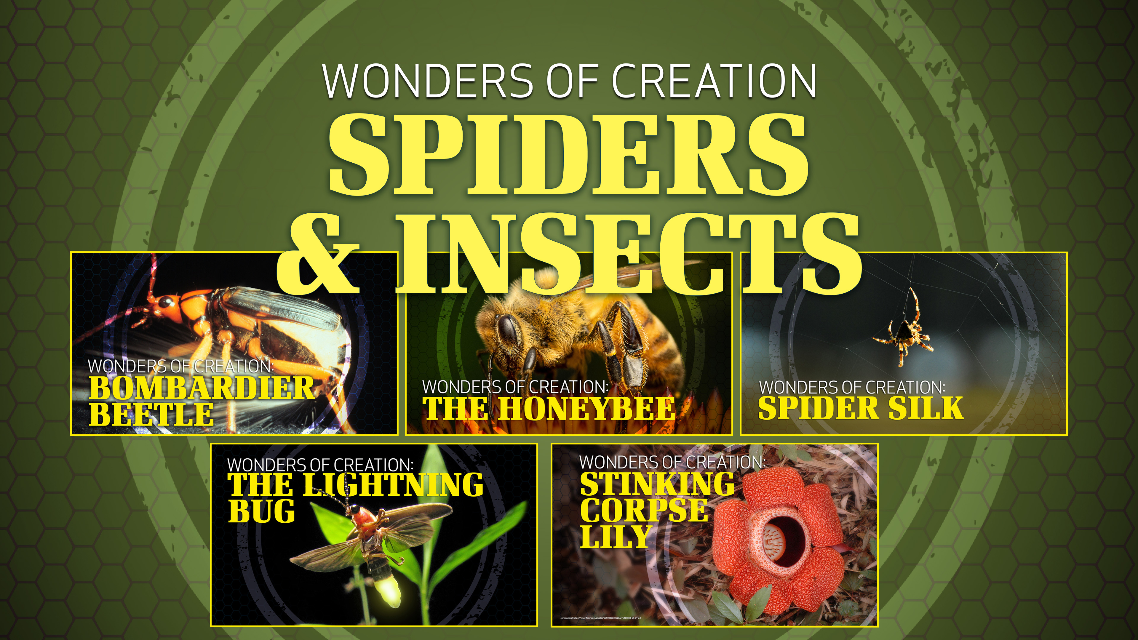 7. Insects and Spiders | Wonders of Creation Classroom Series