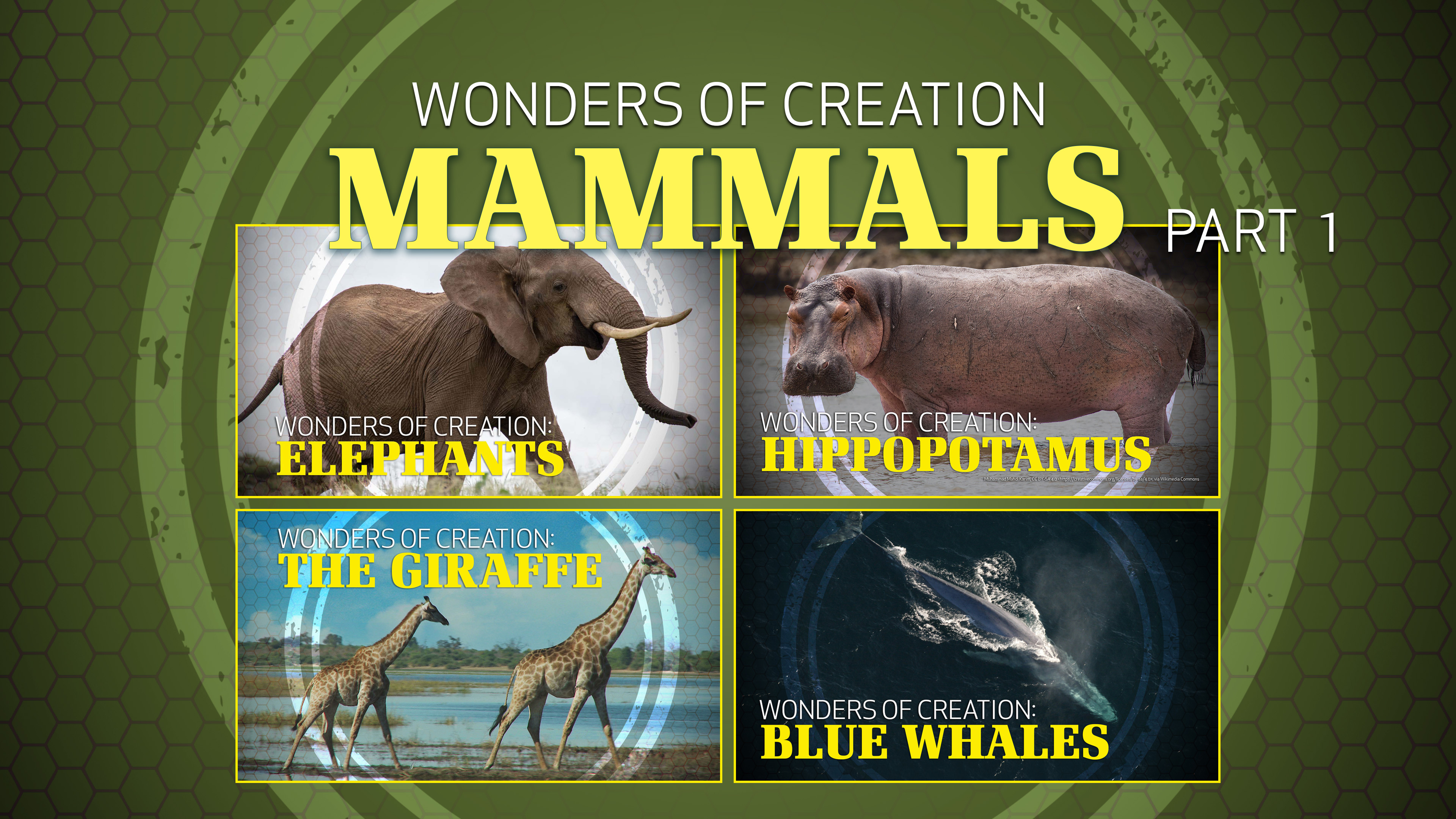 3. Mammals (Part 1) | Wonders of Creation Classroom Series