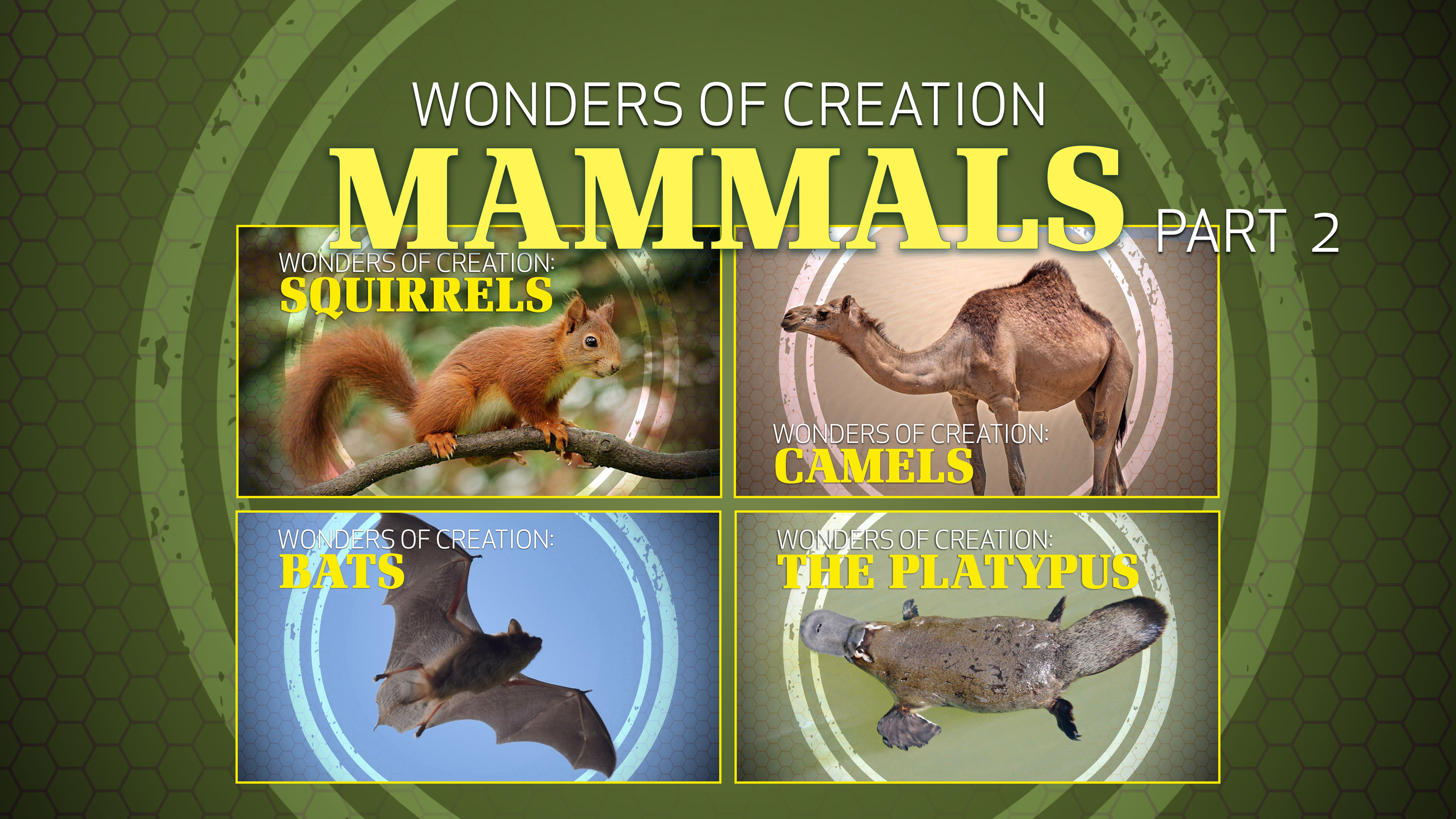 4. Mammals (Part 2) | Wonders of Creation Classroom Series
