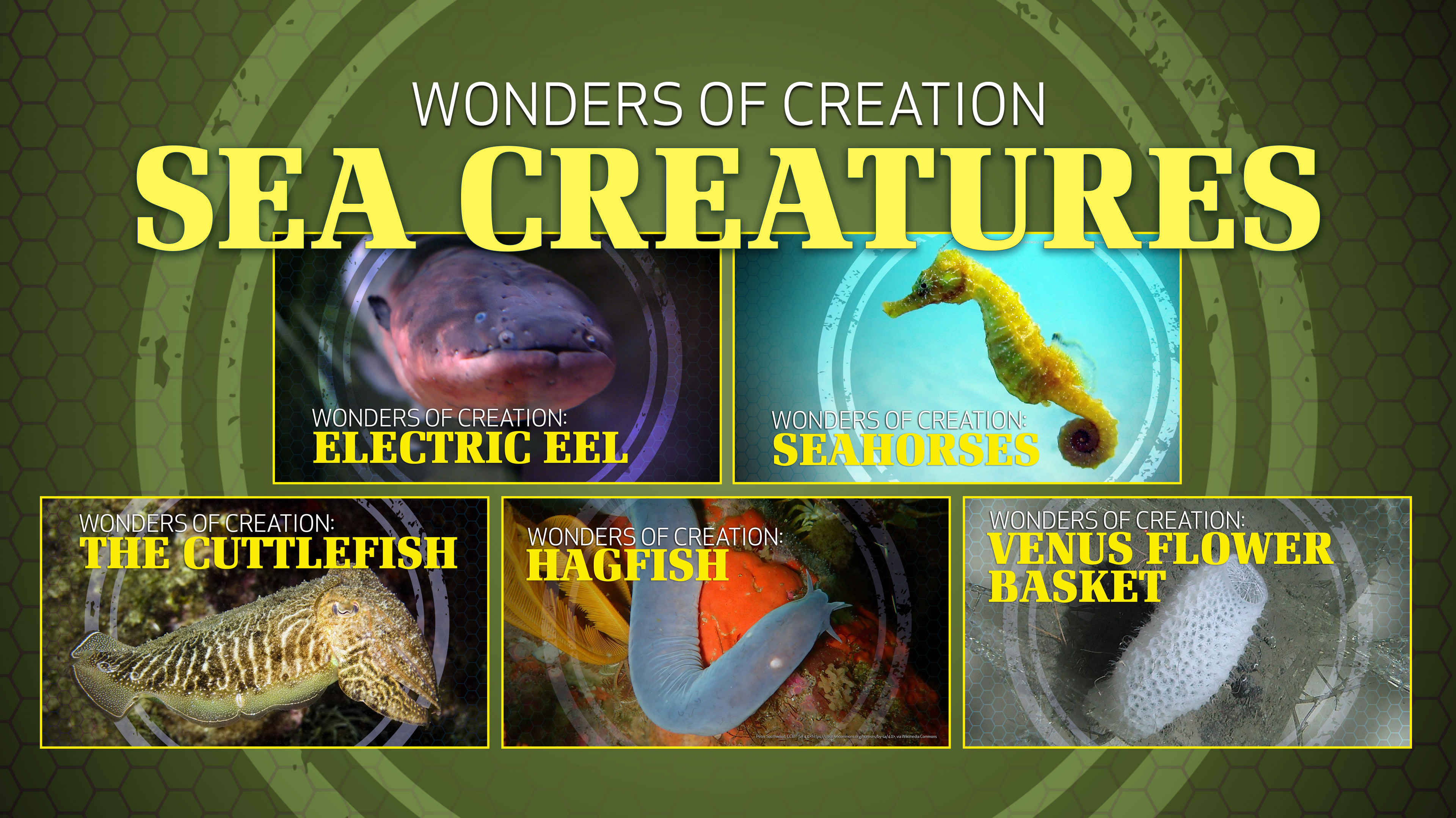 6. Sea Creatures | Wonders of Creation Classroom Series