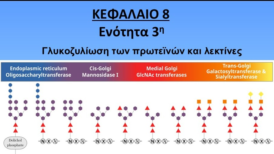 Unit-8.3---Γλυκοζυλίωση-των-πρωτεινών-και-λεκτίνες.pdf