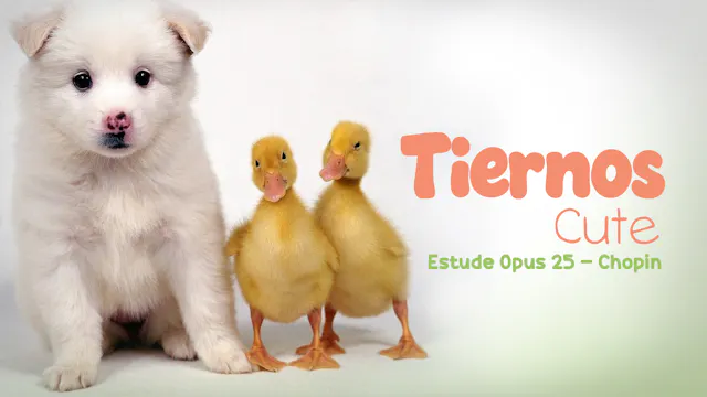 CUTE - Etude Opus 25 - Chopin