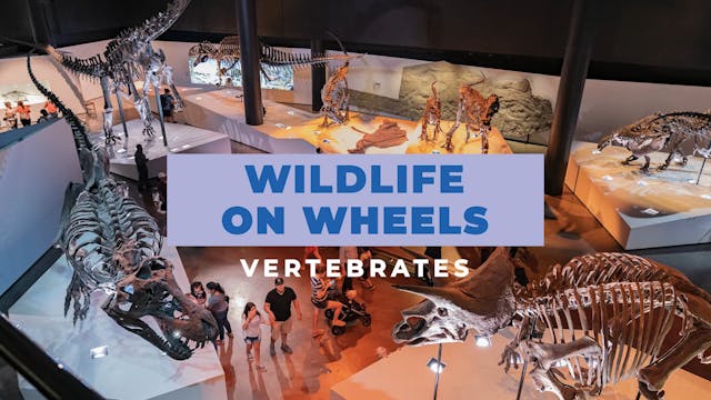Wildlife On Wheels: Vertebrates
