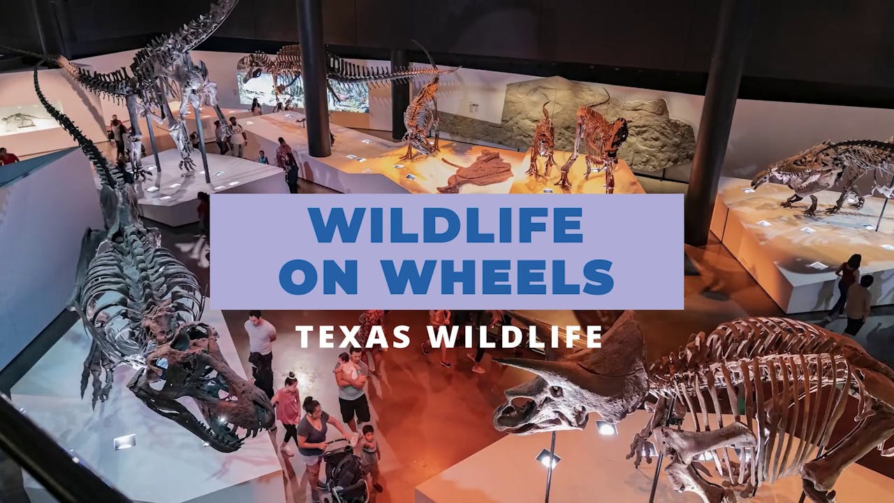 Wildlife On Wheels: Texas Wildlife