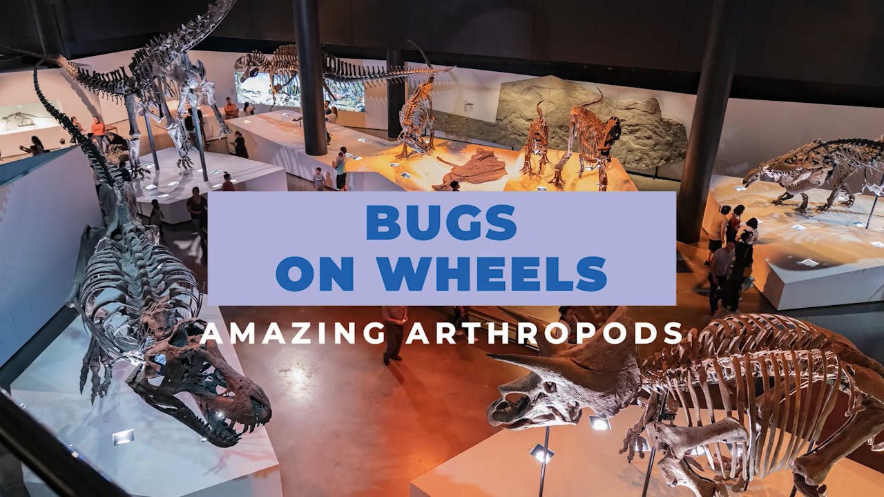Bugs On Wheels: Amazing Arthropods
