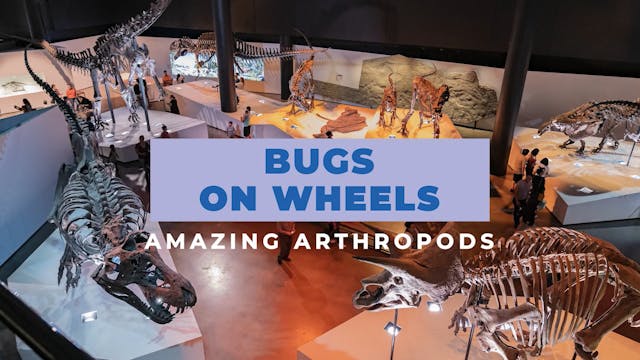 Bugs on Wheels: Amazing Arthropods