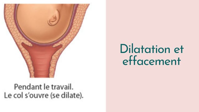 Capsule Doula | Dilatation et effacement