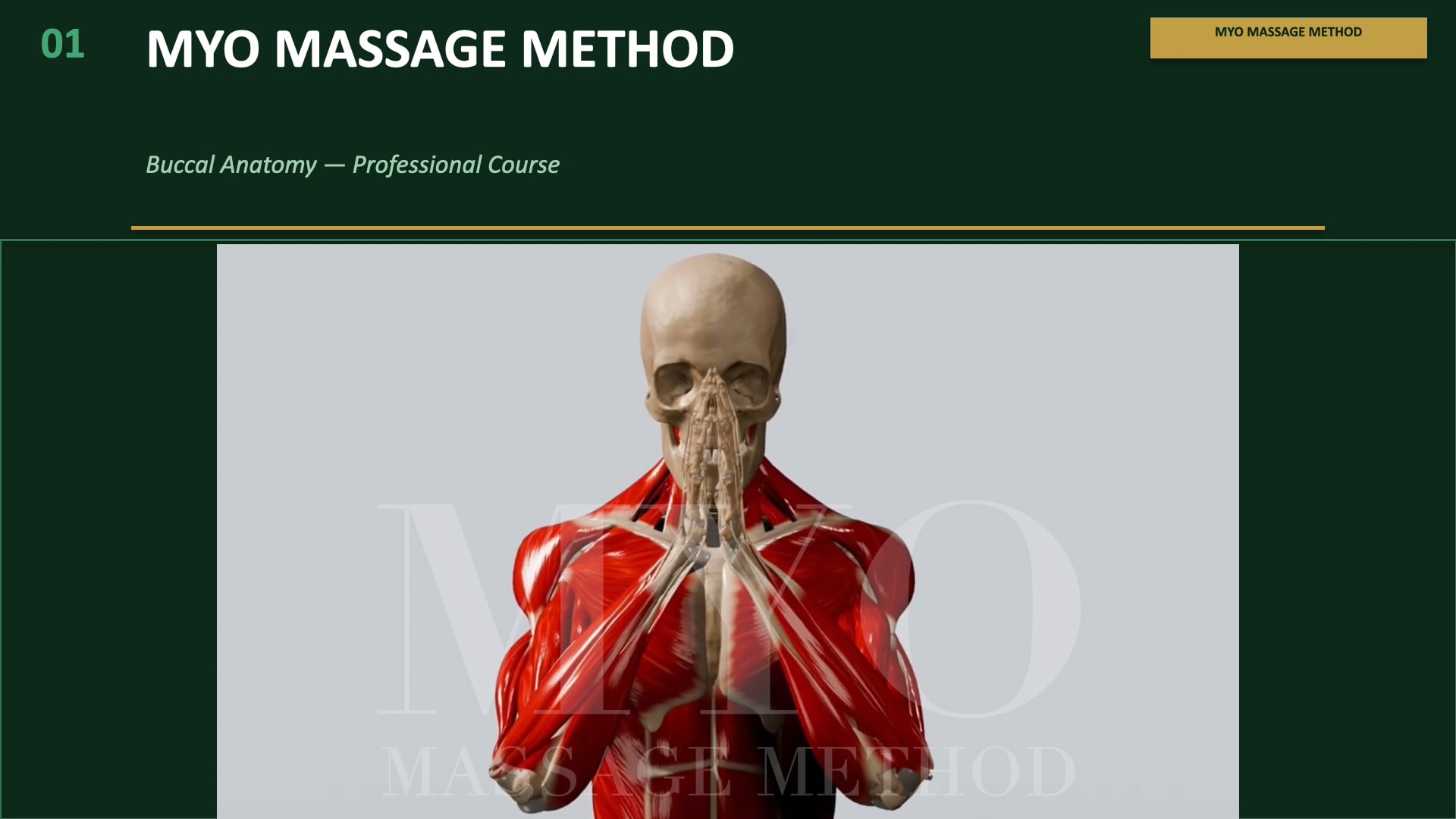 anatomy
