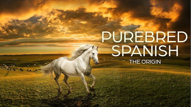Purebred Spanish: The Origin