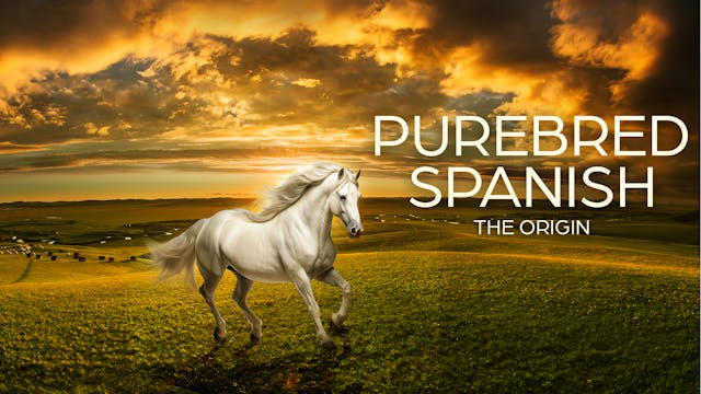 Purebred Spanish The Origin