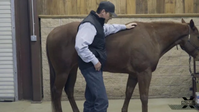 The Importance of Equine Protective Leg Wear with Dr. Strosnider, DVM