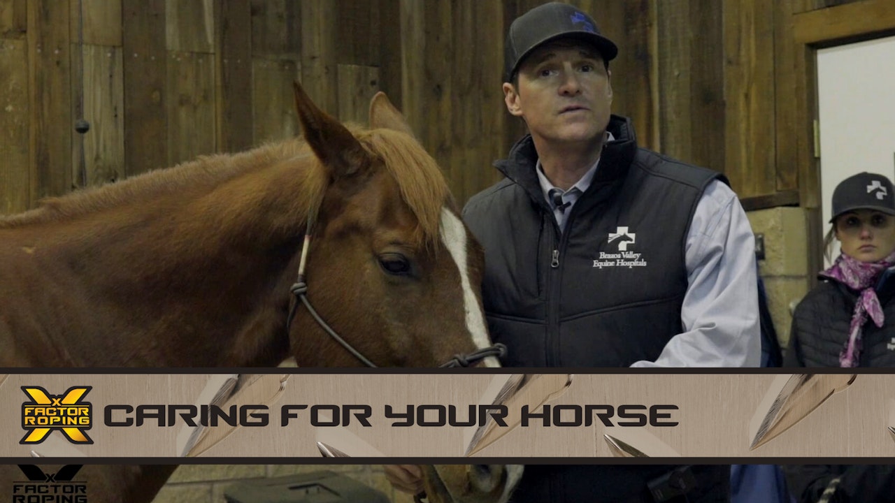 Caring For Your Horse