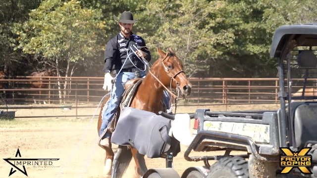 Encouraging the Horse to Mimic Your Body Movement with Shay Carroll 
