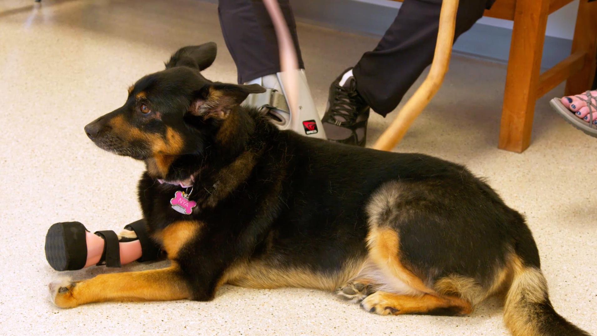 S1 Ep 13 - Pawsome Brace