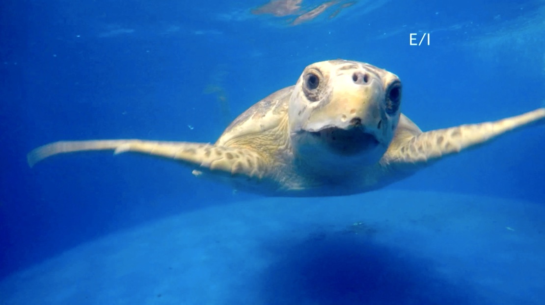 S1 Ep 2 - Wild About Animals