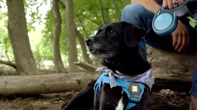 S1 Ep 8 - Pick of The Litter 2