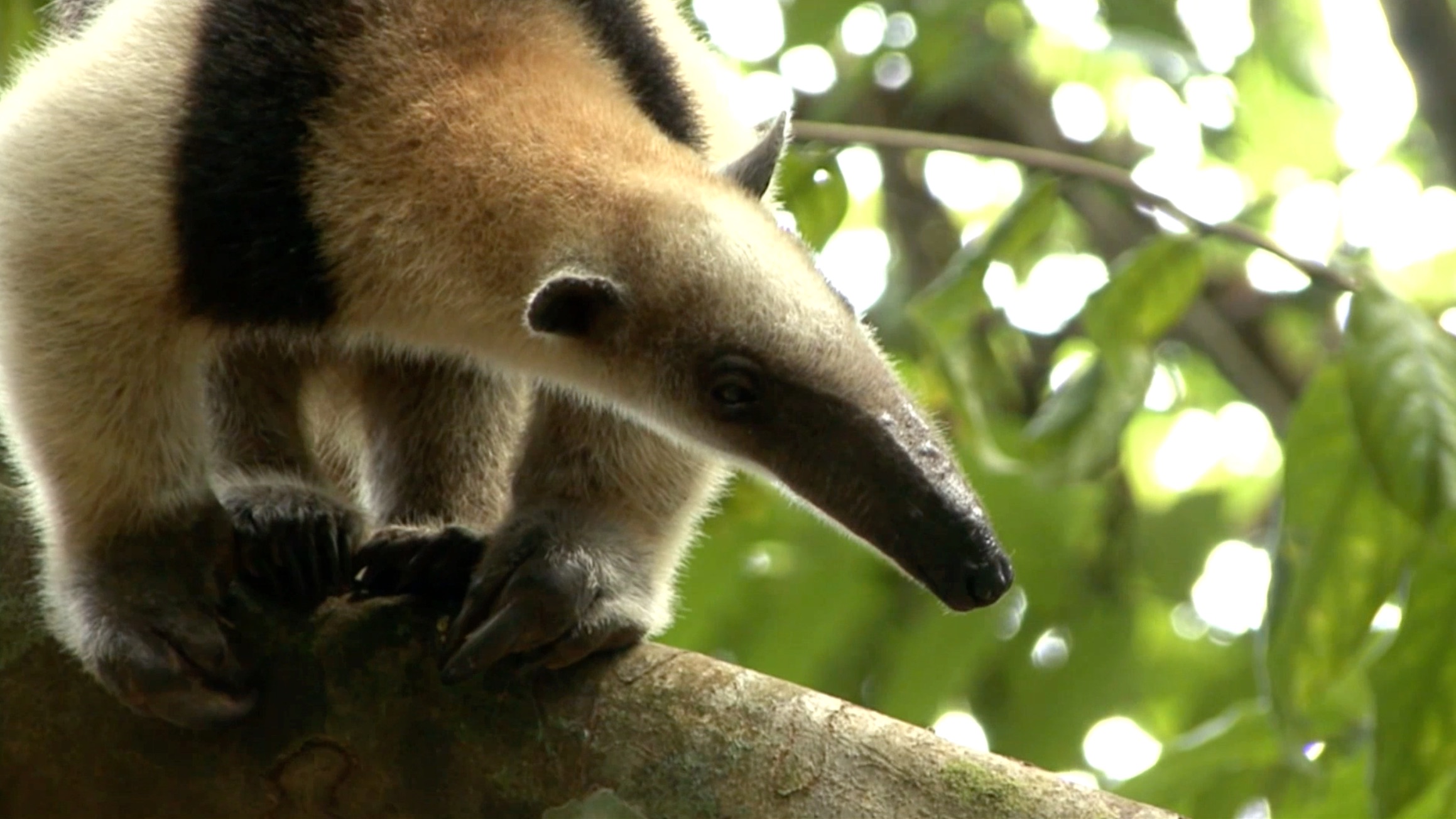 S2 Ep 13 - Awesome Animals