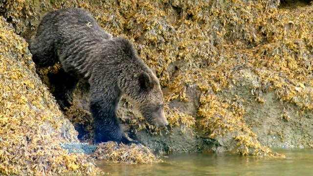 S4 Ep 13 - Grizzlies of British of Colombia