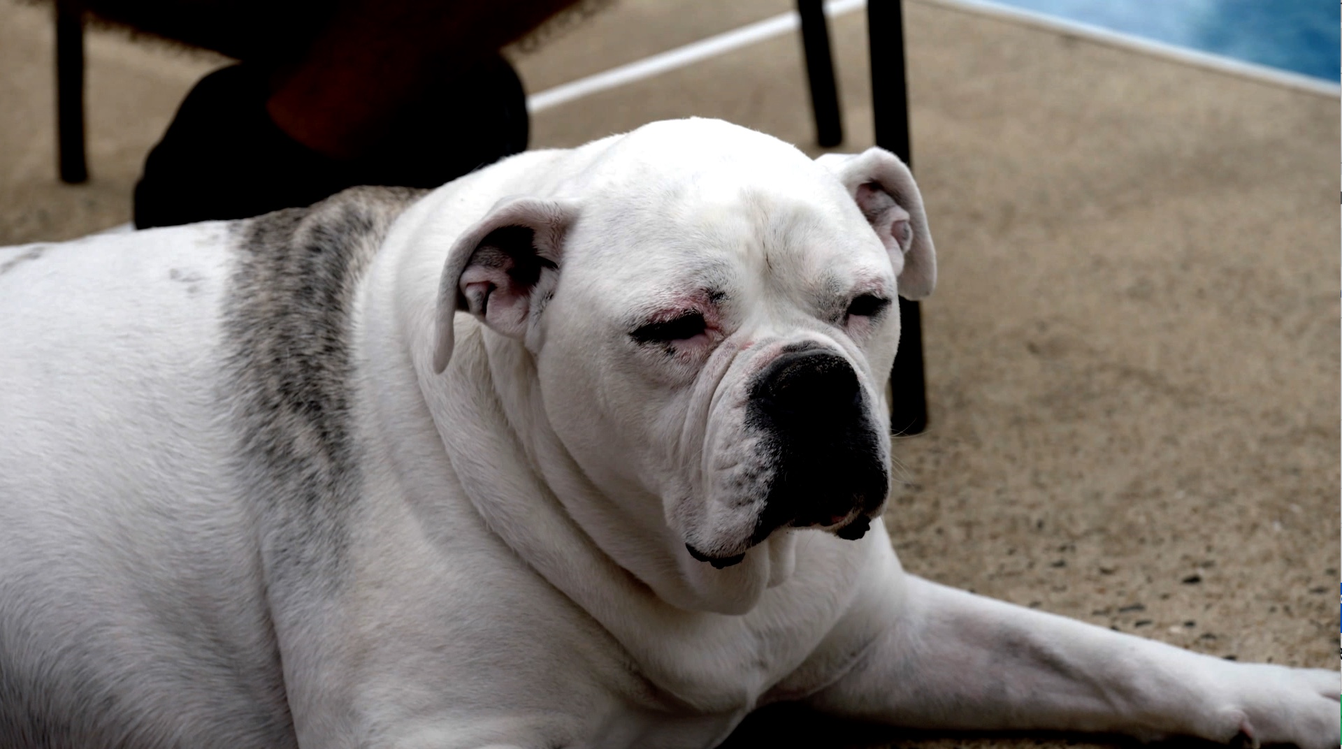 S2 Ep 10 - Puppy Love