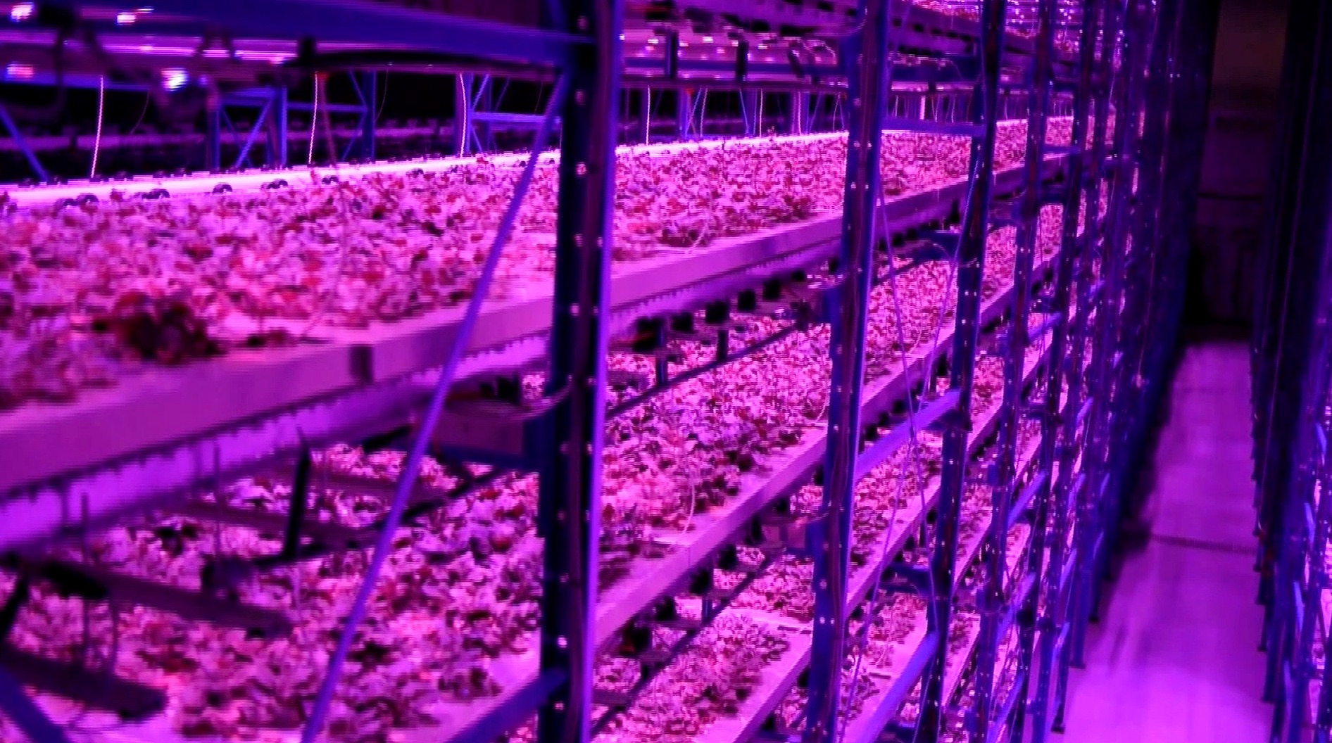 S1 Ep 3 - The Future of Food