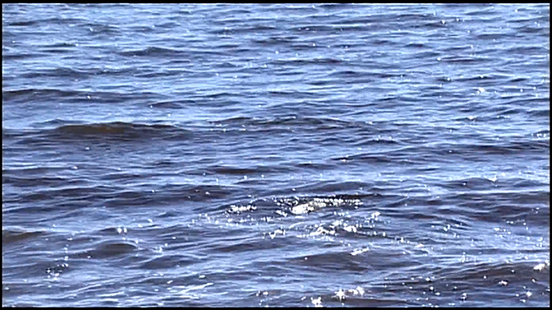 S1 Ep 7 - Wild About Animals