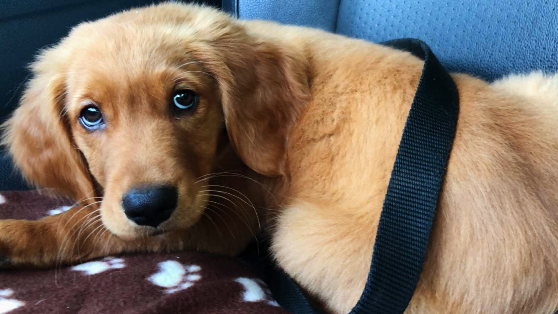 S1 Ep 7 - Pick Of The Litter