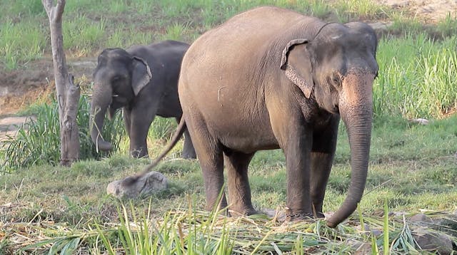 S2 Ep 4 - Animals of Asia