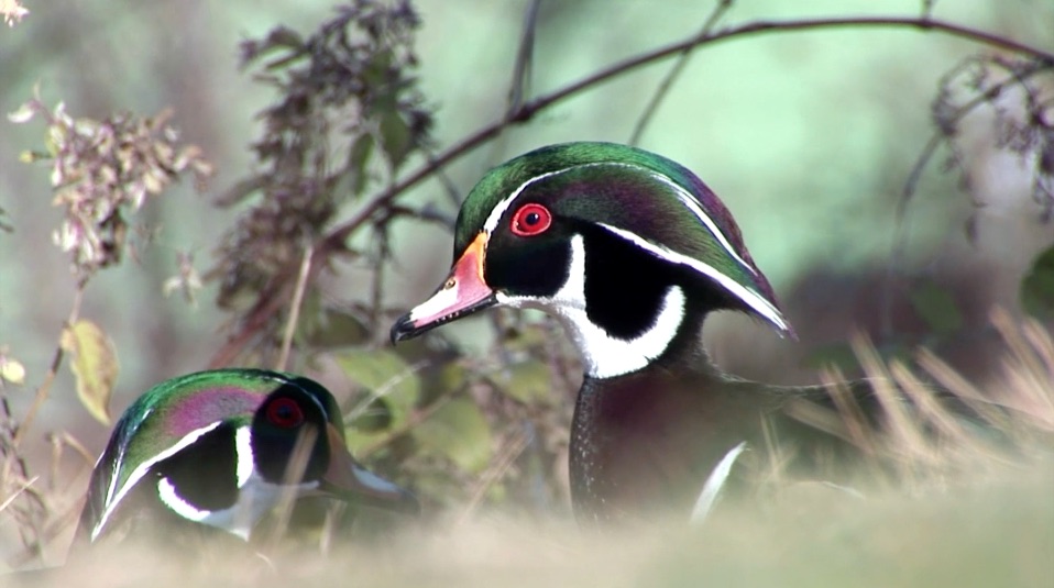 S2 Ep 7 - Unique Animals