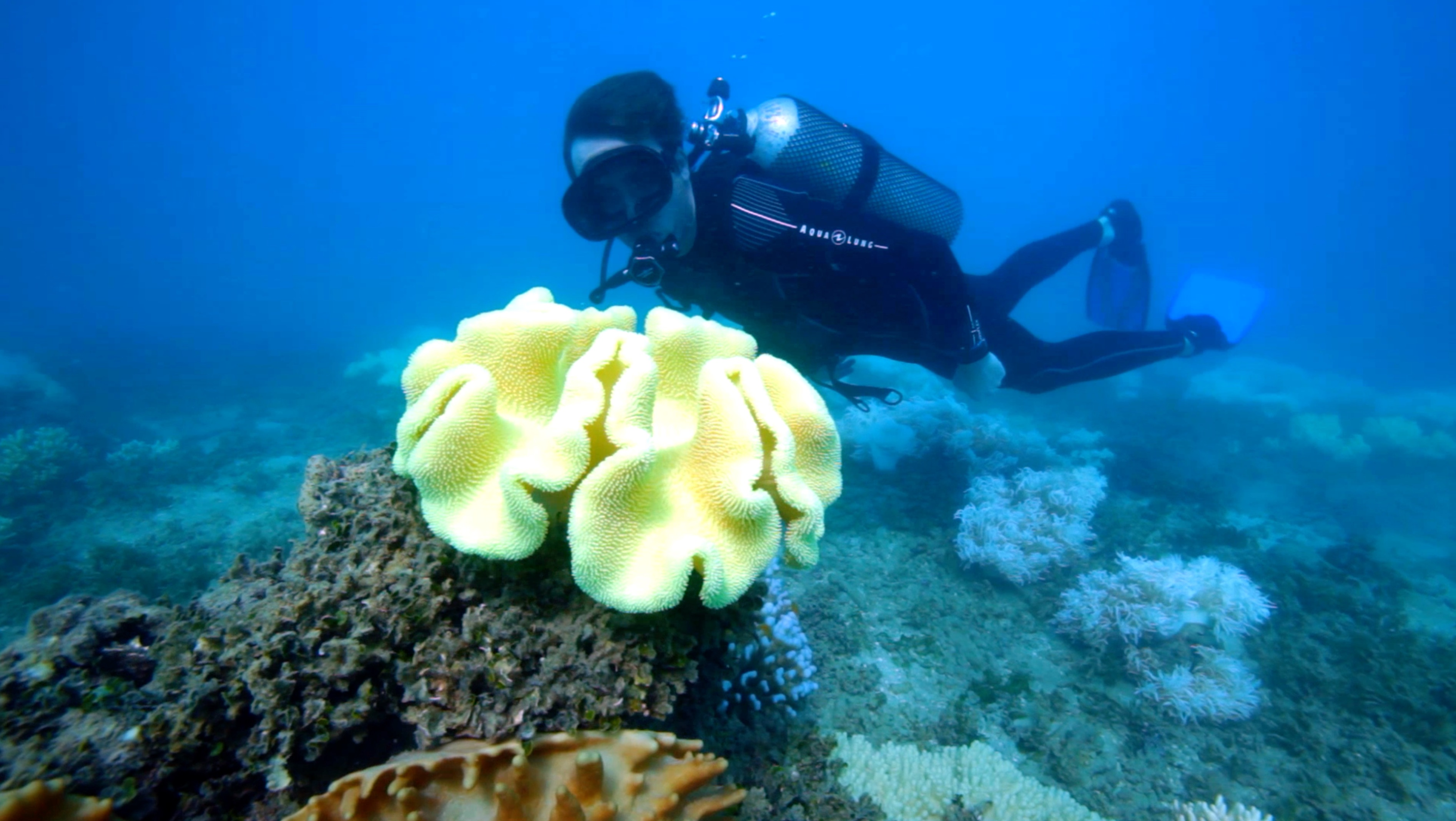 S4 Ep 3 - The Great Barrier Reef