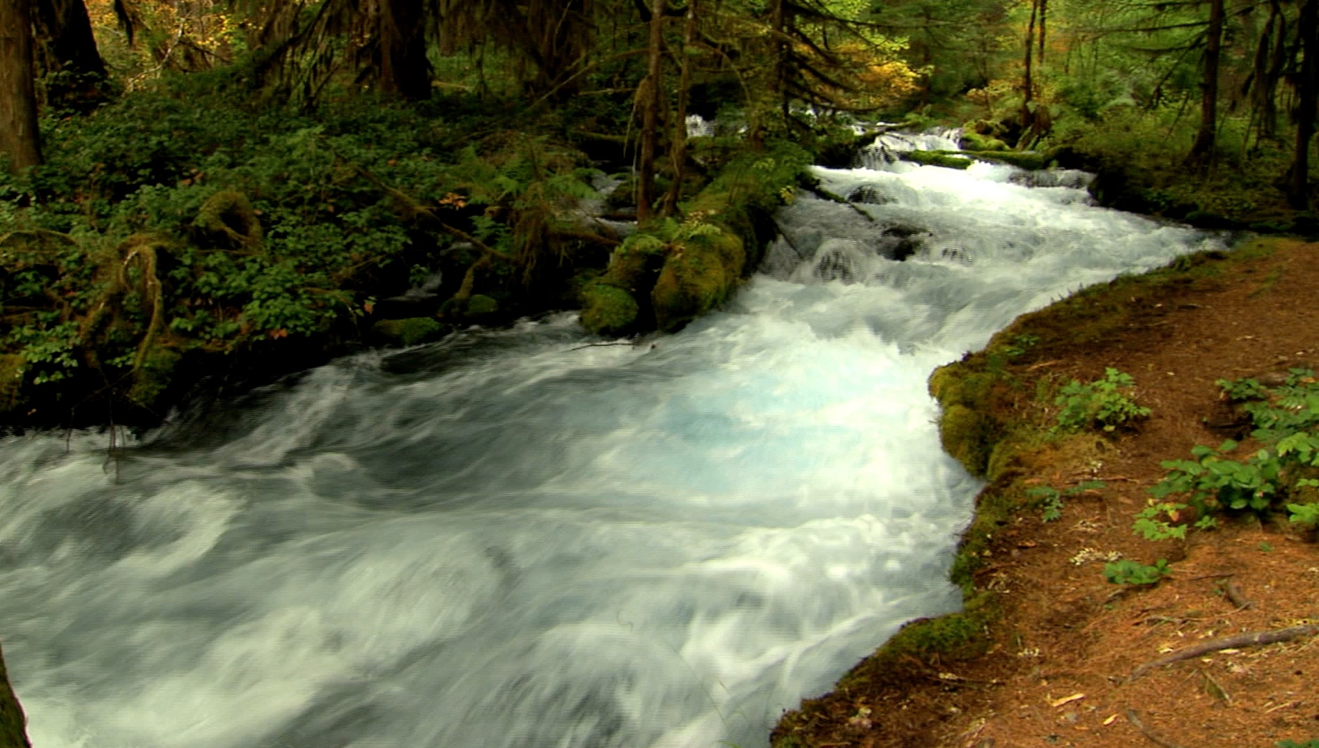 S1 Ep 3 - Ecosystems