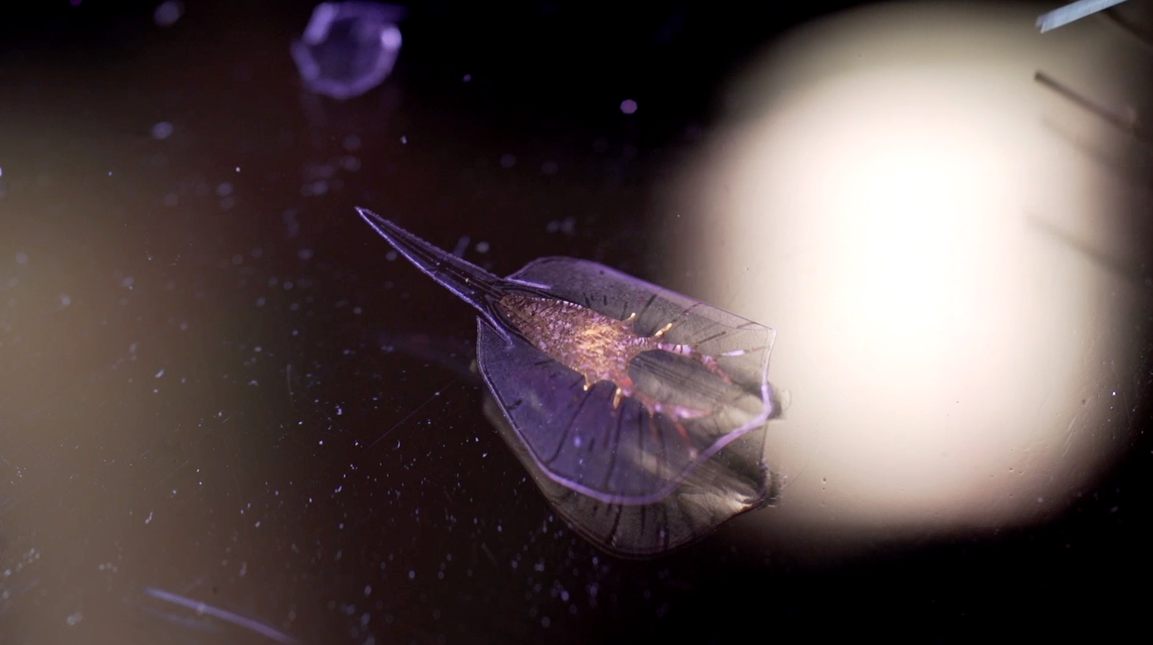 S2 Ep 4 - Bio-hybrid Design