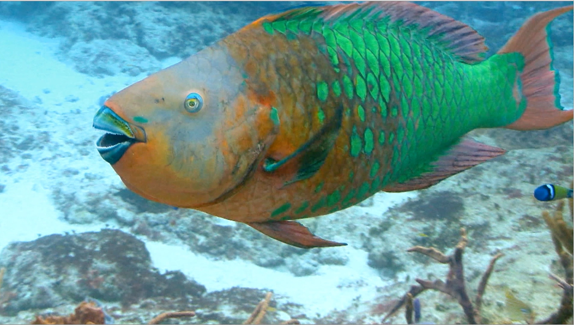 S2 Ep 5 - Land and Sea